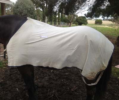 Does It Fit, How To Stop Static In Horse Rugs
