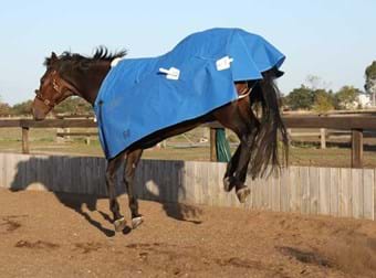 What To Do With A Muddy Wet Horse Rug Youtube