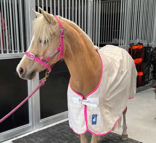 Skye Park Rugs Australia's Home of Horse Rugs, Blankets and Accessories